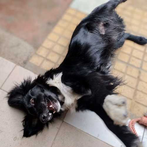 GUANTHIER, mezcla Border Collie en adopción