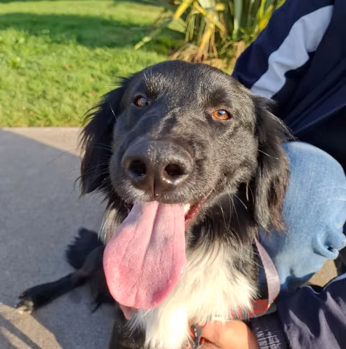 GUANTHIER, mezcla Border Collie en adopción