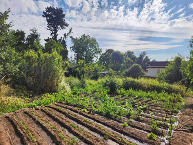 Hacienda de 5.000 m² en Lo Cañas con riego (173166)