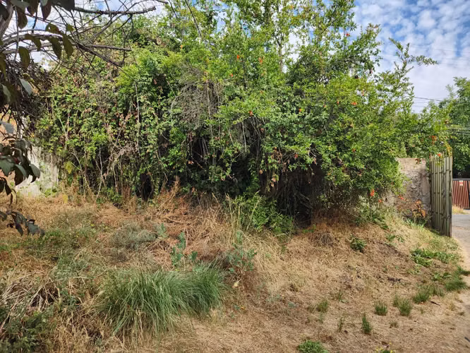 Hacienda de 5.000 m² en Lo Cañas con riego (173166)