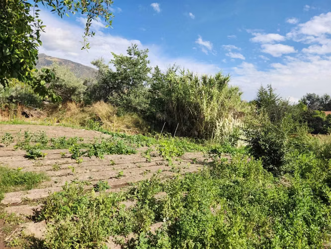 Hacienda de 5.000 m² en Lo Cañas con riego (173166)