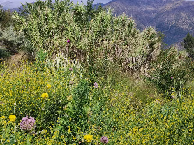 Hacienda de 5.000 m² en Lo Cañas con riego (173166)