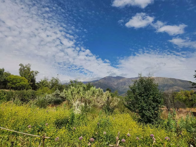 Hacienda de 5.000 m² en Lo Cañas con riego (173166)