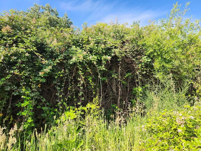 Hacienda de 5.000 m² en Lo Cañas con riego (173166)