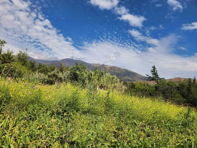 Hacienda de 5.000 m² en Lo Cañas con riego (173166)