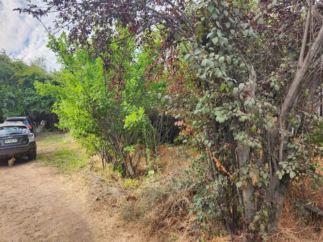 Hacienda de 5.000 m² en Lo Cañas con riego (173166)