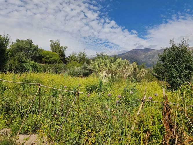 Hacienda de 5.000 m² en Lo Cañas con riego (173166)
