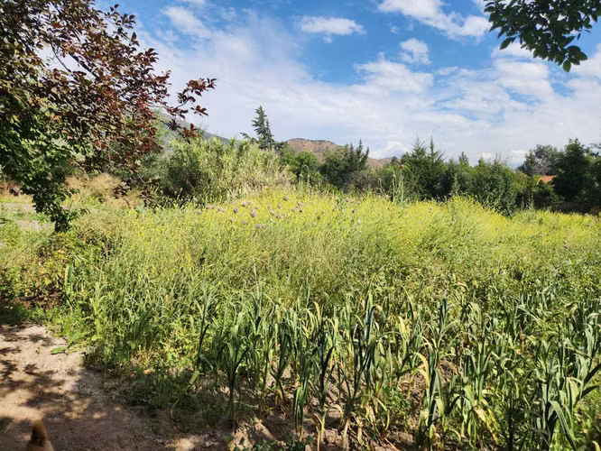 Hacienda de 5.000 m² en Lo Cañas con riego (173166)