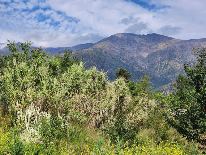 Hacienda de 5.000 m² en Lo Cañas con riego (173166)
