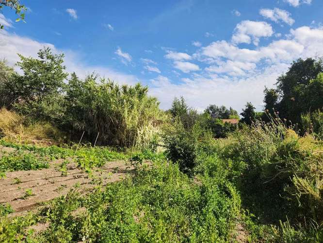 Hacienda de 5.000 m² en Lo Cañas con riego (173166)