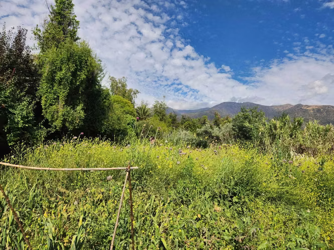 Hacienda de 5.000 m² en Lo Cañas con riego (173166)