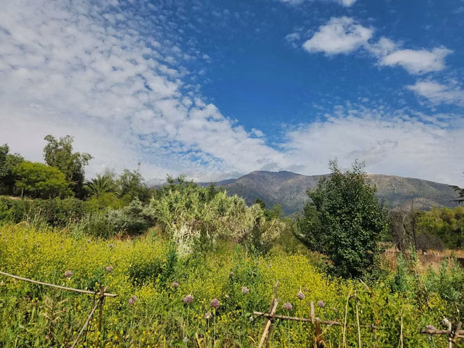 Hacienda de 5.000 m² en Lo Cañas con riego (173166)