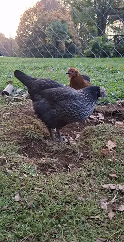 Gallinas collonca y Ketro