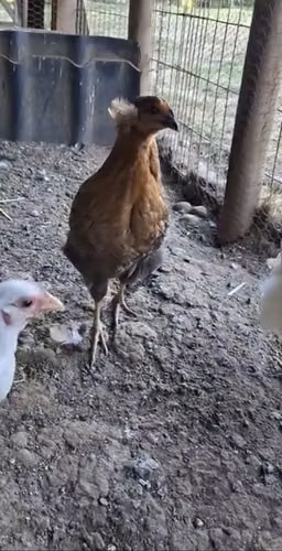 Gallinas collonca y Ketro
