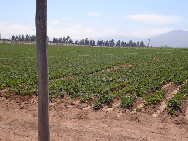 Negocio De Inversión Terreno Sector Pan De Azúcar Coquimbo - Imagen 2
