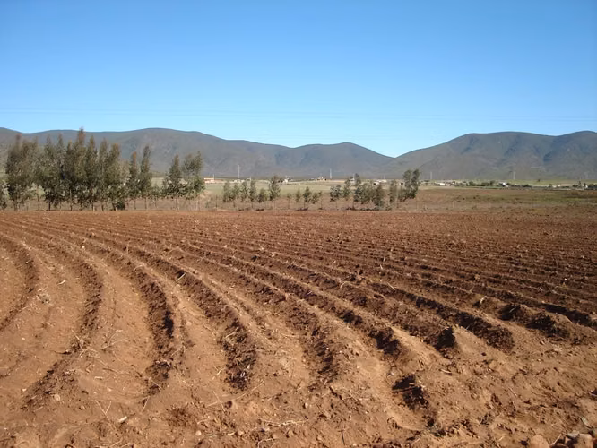 Negocio De Inversión Terreno Sector Pan De Azúcar Coquimbo - Imagen 4