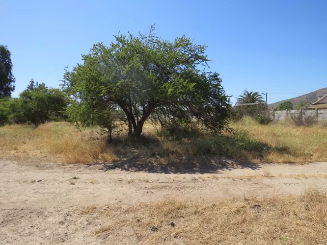 2 parcelas en venta de 5.000m2 c/u Mallarauco (173464)