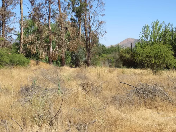 2 Parcela de 5.000m2 c/u en venta. Mallarauco (173464) - Imagen 10