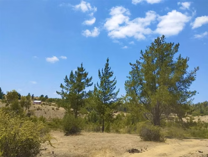 Parcelas en Cauquenes entrega inmediata 5.000m2 planas