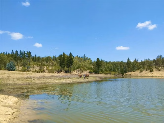 Parcelas en Cauquenes entrega inmediata 5.000m2 planas