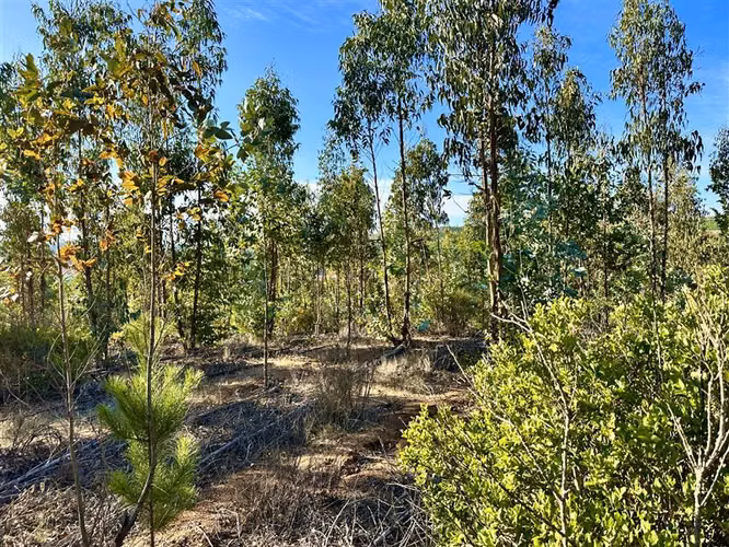 Parcelación a Orilla De Pavimento En Paredones 5000m2 oferta