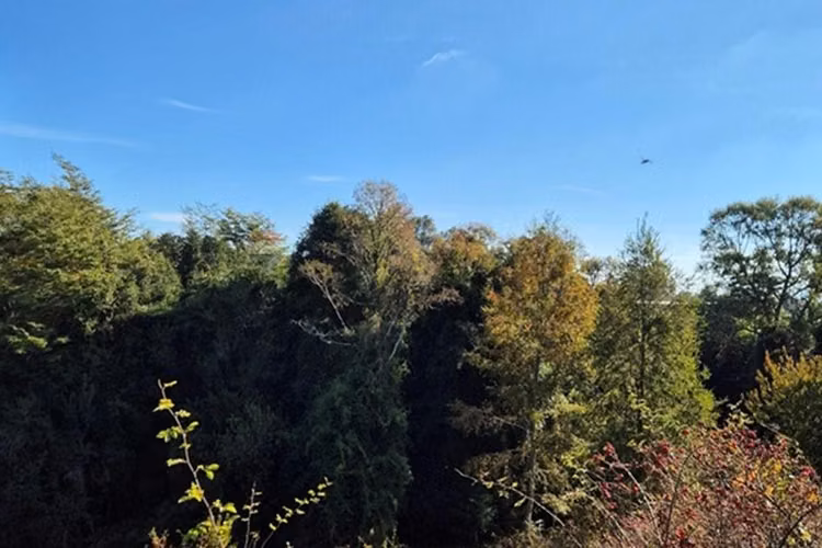 Campo 5,7 ha en paillaco | ruta 5 sur