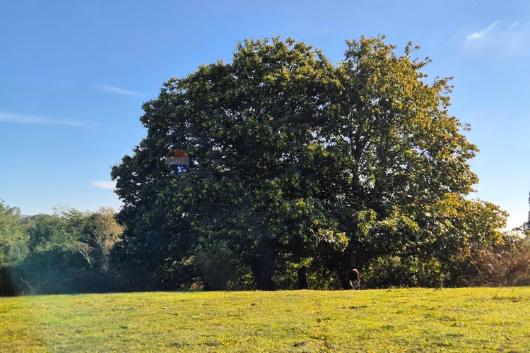 Campo 5,7 ha en paillaco | ruta 5 sur