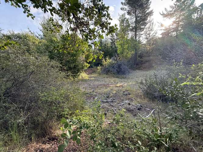 Parcela, 1 Hectárea, San Rosendo (167365)