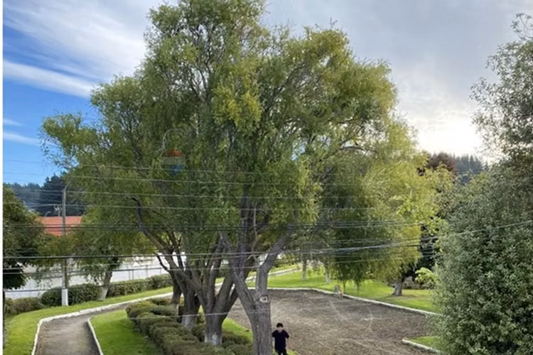 Casa 4d 3b con amplio terreno en higueras - Imagen 15