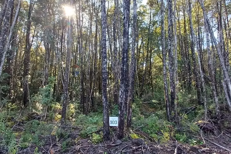 Venta terreno en condominio bosque pucón