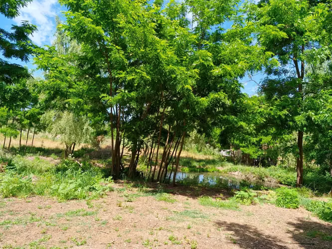 Parcela en venta sector Las Pataguas  (173826) - Imagen 5