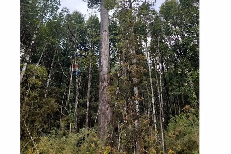 Bella parcela en condominio en puerto varas