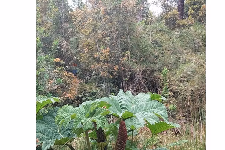 Bella parcela en condominio en puerto varas