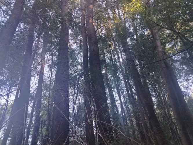 terreno ubicado en sector san martin , los angeles.