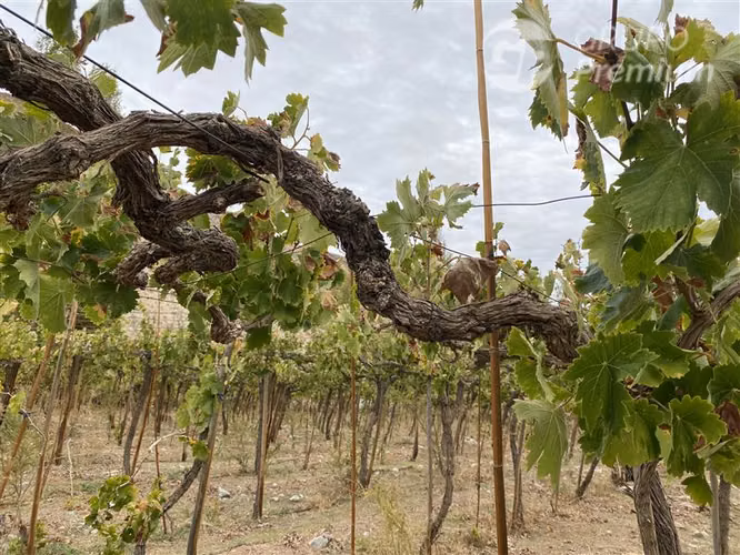 Parcela en venta en Paiguano