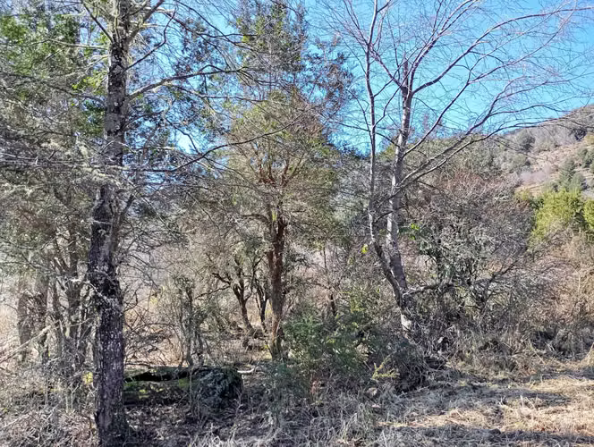 Venta parcela Panqui (174090) - Imagen 20