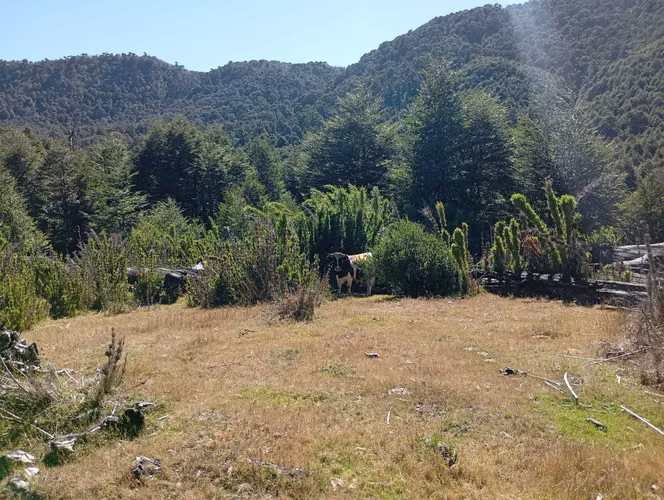 Venta Campo para desarrollo Huife-Pucón (174084) - Imagen 10