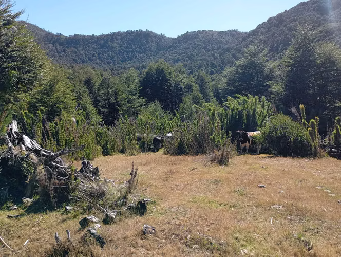 Venta Campo para desarrollo Huife-Pucón (174084) - Imagen 16