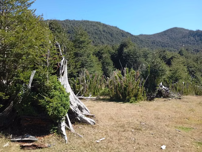 Venta Campo para desarrollo Huife-Pucón (174084) - Imagen 12