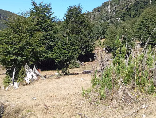 Venta Campo para desarrollo Huife-Pucón (174084) - Imagen 18