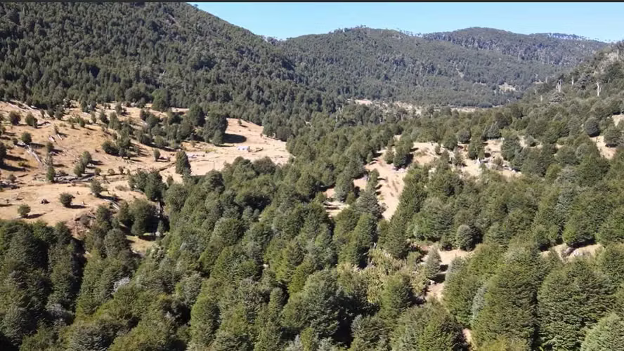 Venta Campo para desarrollo Huife-Pucón (174084) - Imagen 8