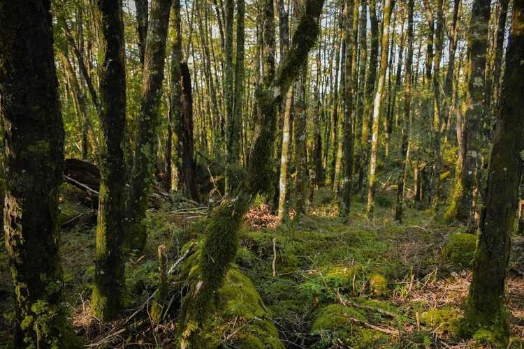 Venta Parcela Condominio urbanizada Pucón (174056)