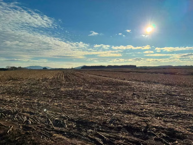 Campo agrícola muy productivo con agua (174199)
