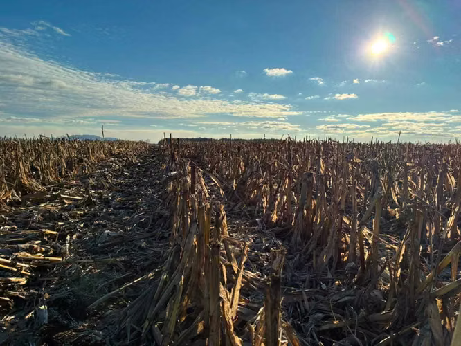 Campo agrícola muy productivo con agua (174199)