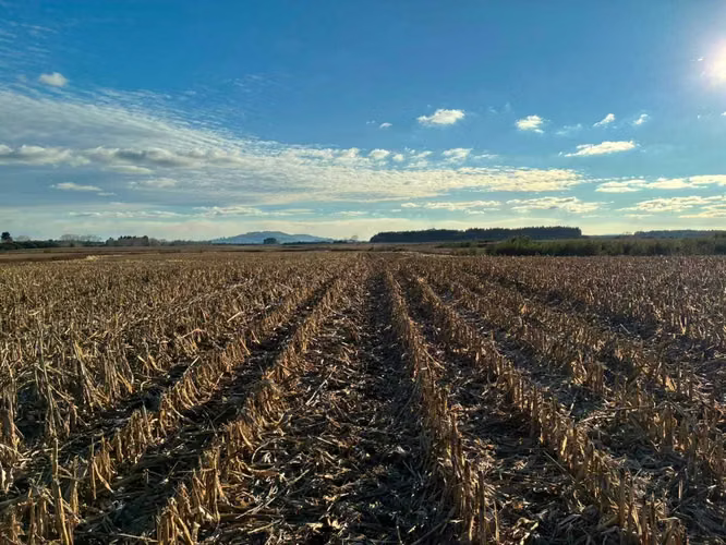 Campo agrícola muy productivo con agua (174199)