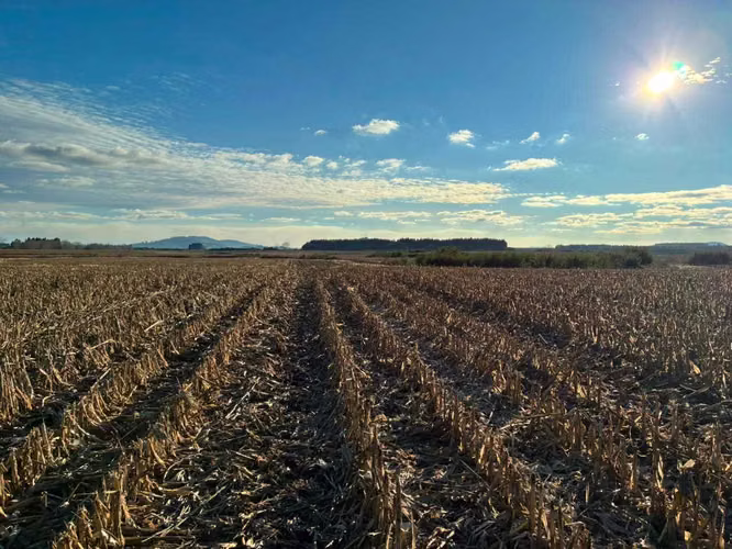 Campo agrícola muy productivo con agua (174199)