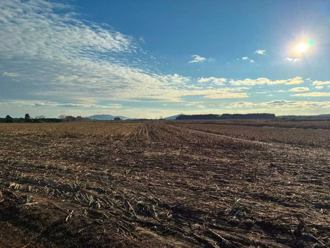 Campo agrícola muy productivo con agua (174199)