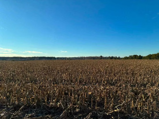 Campo agrícola muy productivo con agua (174199)