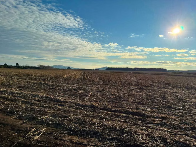 Campo agrícola muy productivo con agua (174199)