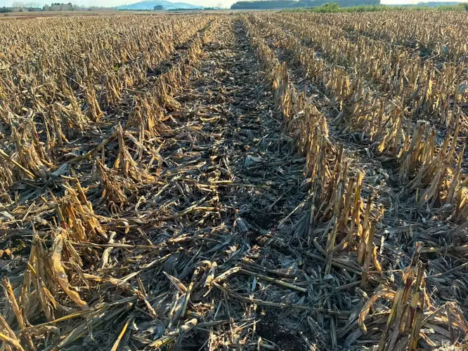 Campo agrícola muy productivo con agua (174199)